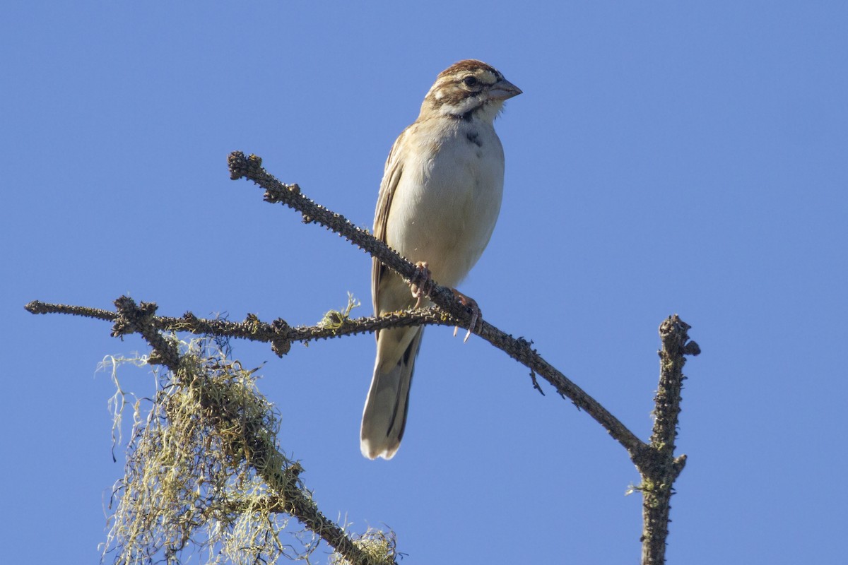 Lark Sparrow - ML624627705