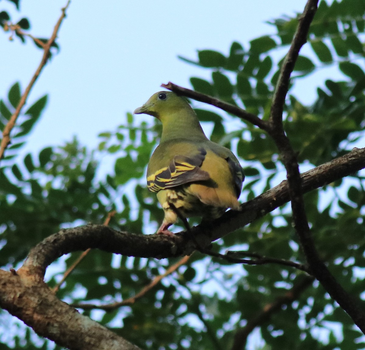 Gray-fronted Green-Pigeon - Afsar Nayakkan