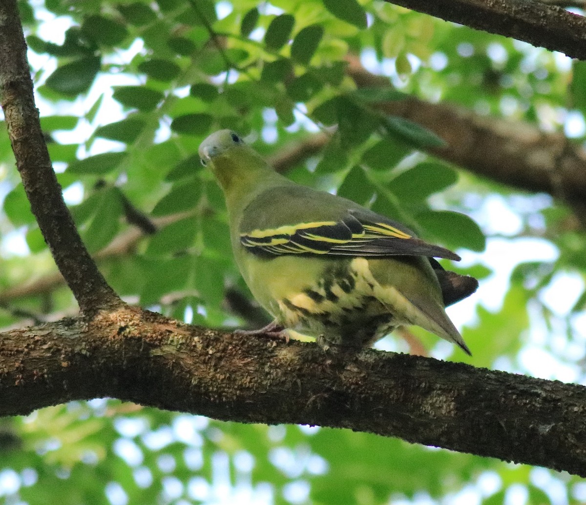 Gray-fronted Green-Pigeon - ML624627775