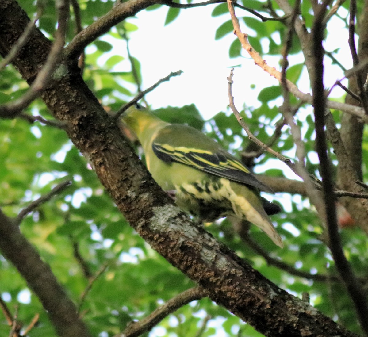 Gray-fronted Green-Pigeon - ML624627776