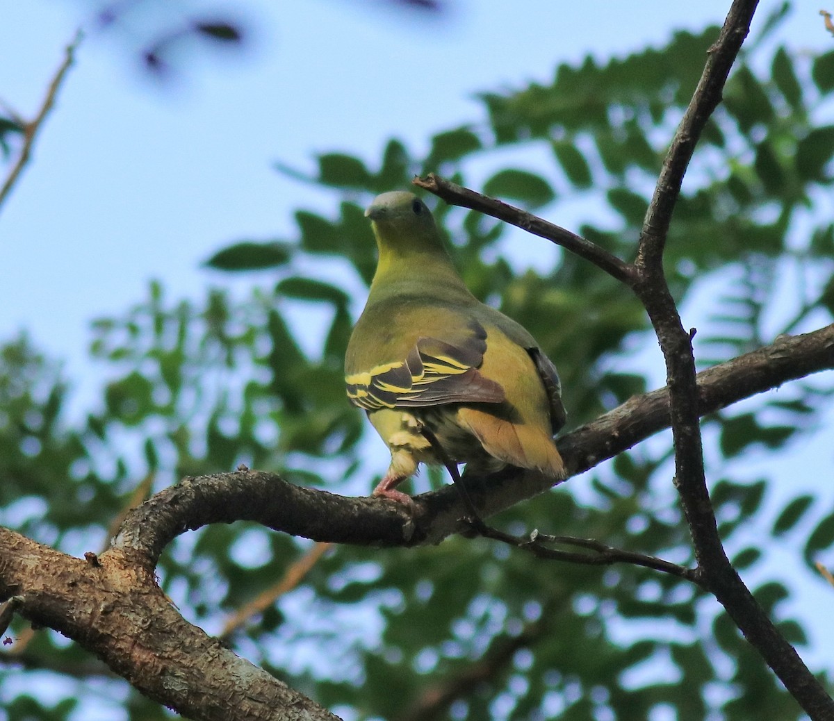 Gray-fronted Green-Pigeon - ML624627777