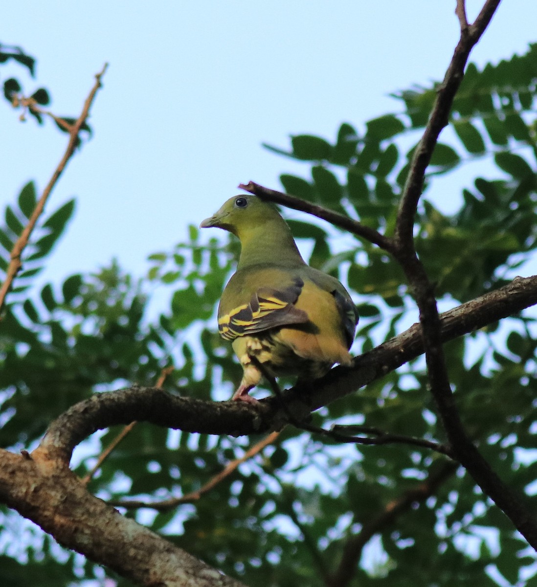 Gray-fronted Green-Pigeon - ML624627778