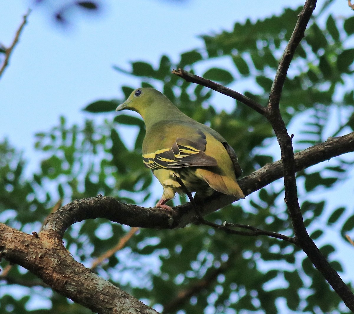 Gray-fronted Green-Pigeon - ML624627779