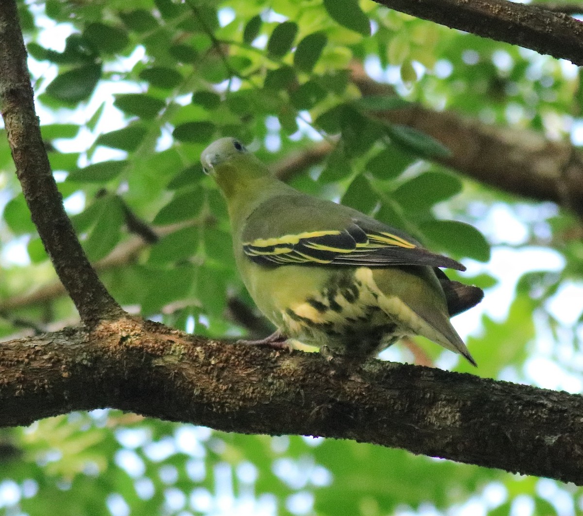 Gray-fronted Green-Pigeon - ML624627780