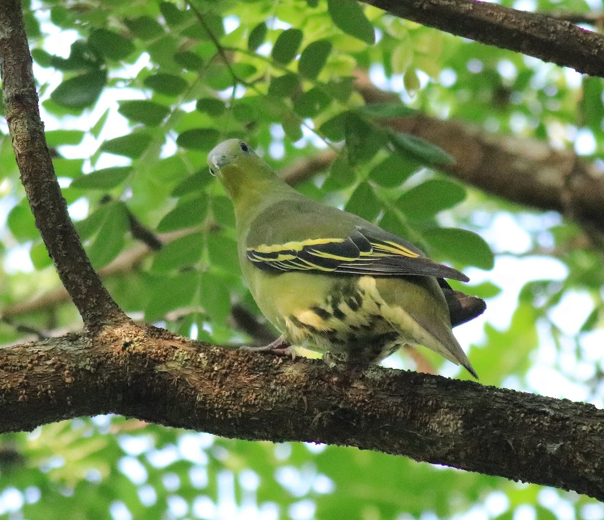 Gray-fronted Green-Pigeon - Afsar Nayakkan