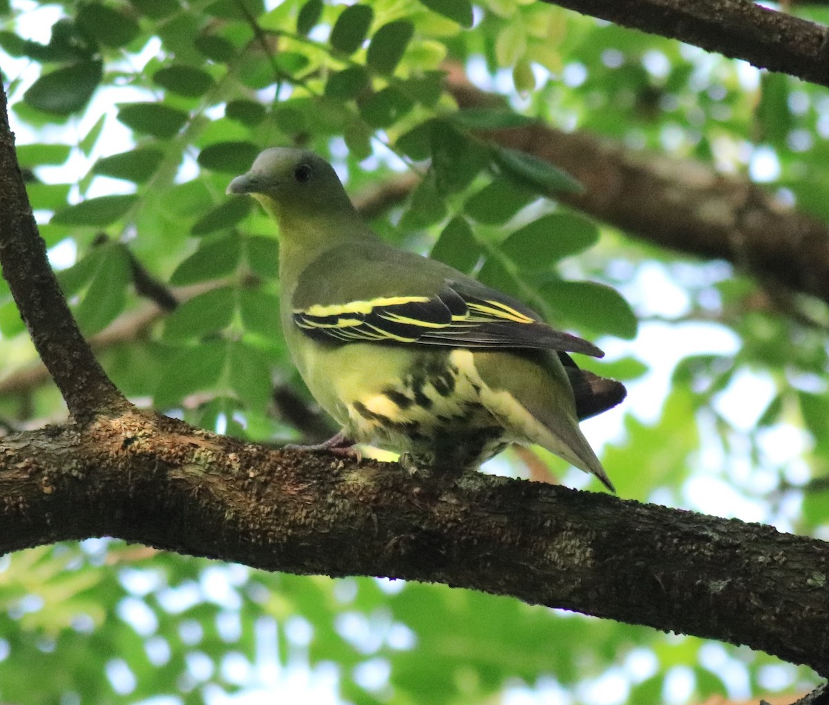 Gray-fronted Green-Pigeon - ML624627782