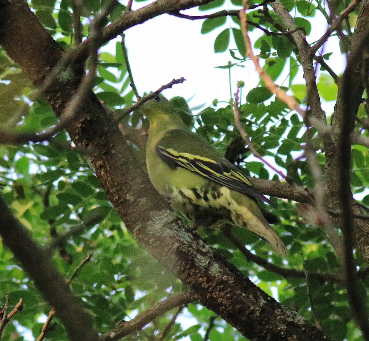 Gray-fronted Green-Pigeon - ML624627783