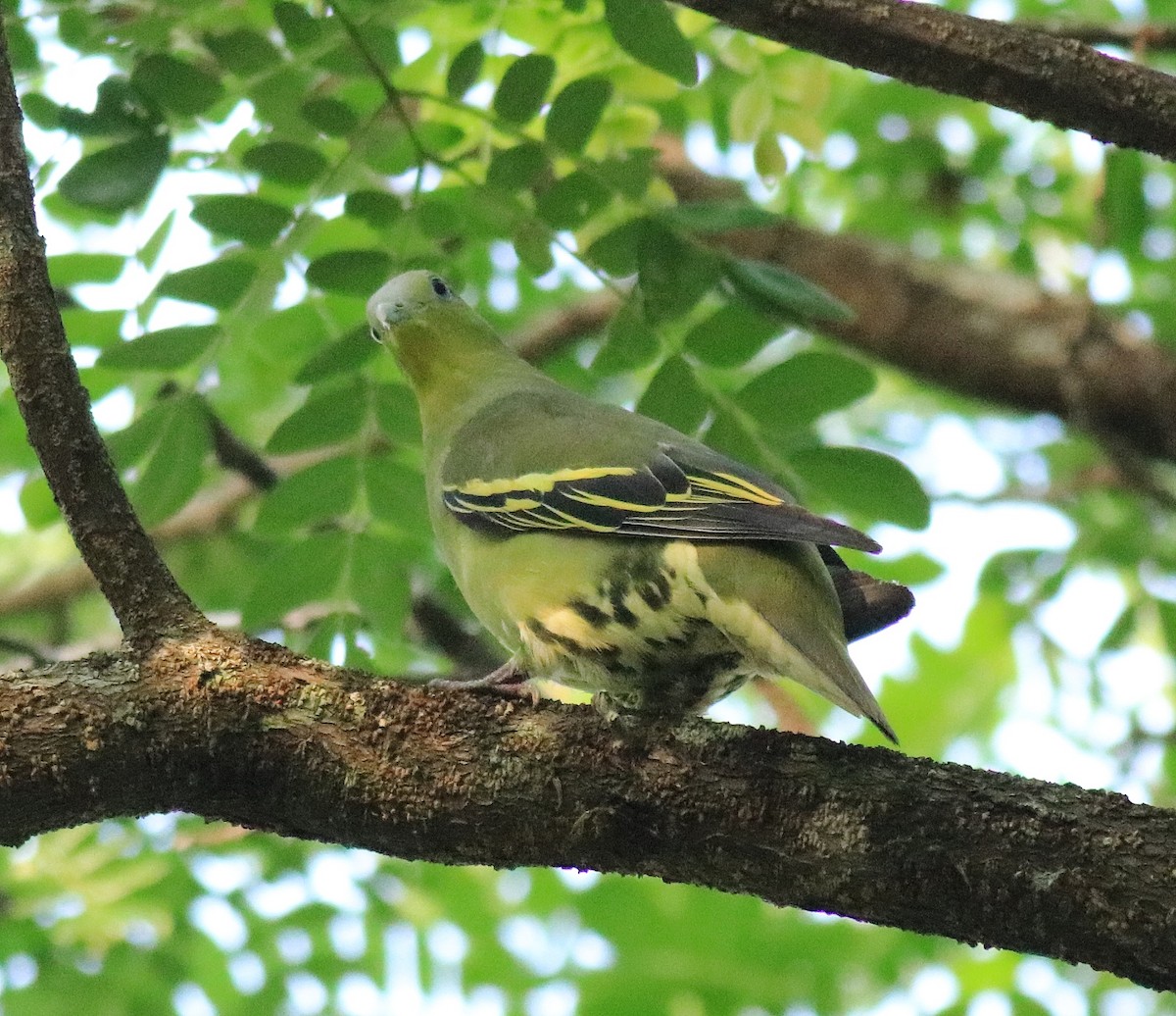 Gray-fronted Green-Pigeon - ML624627784