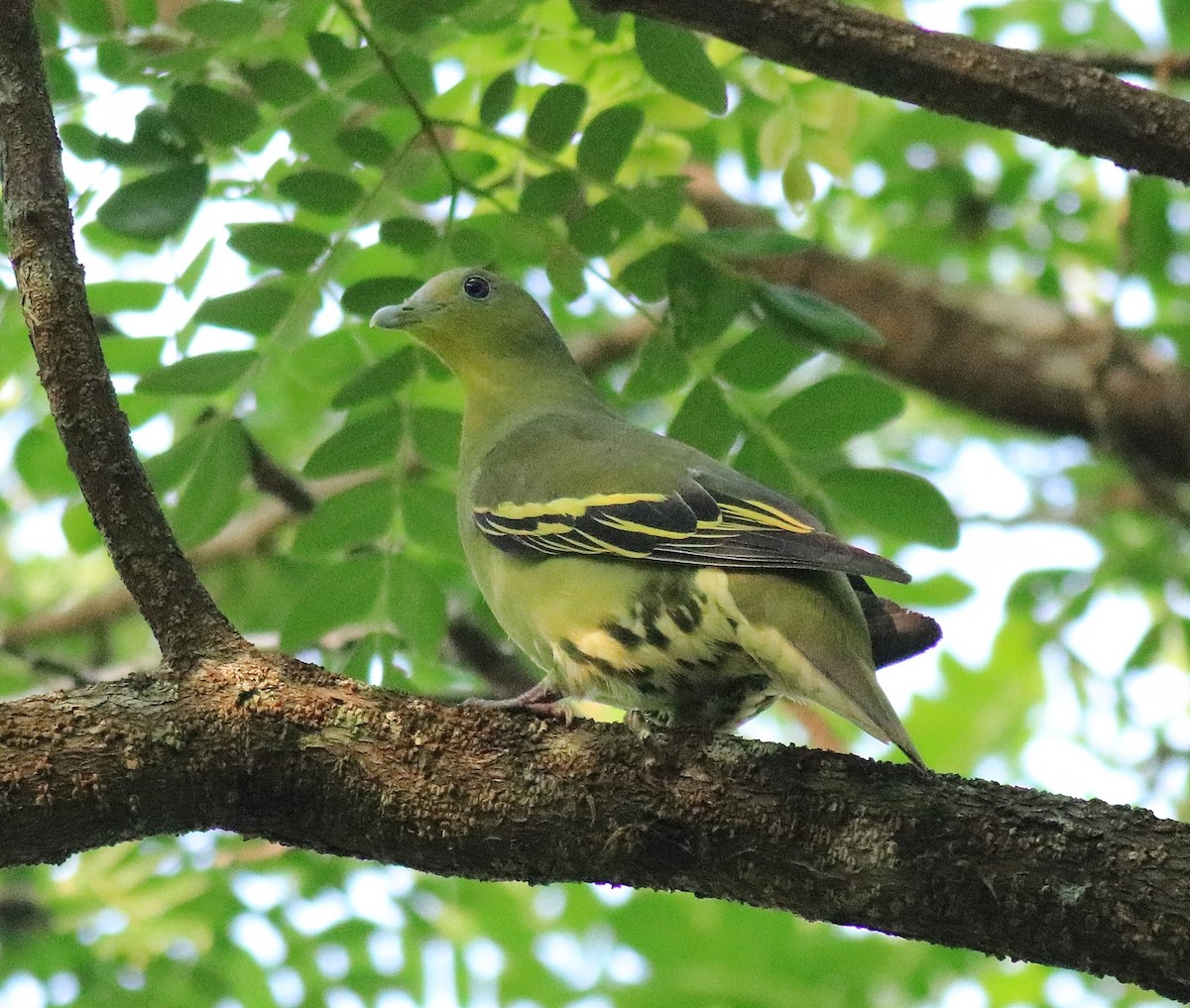 Gray-fronted Green-Pigeon - ML624627785