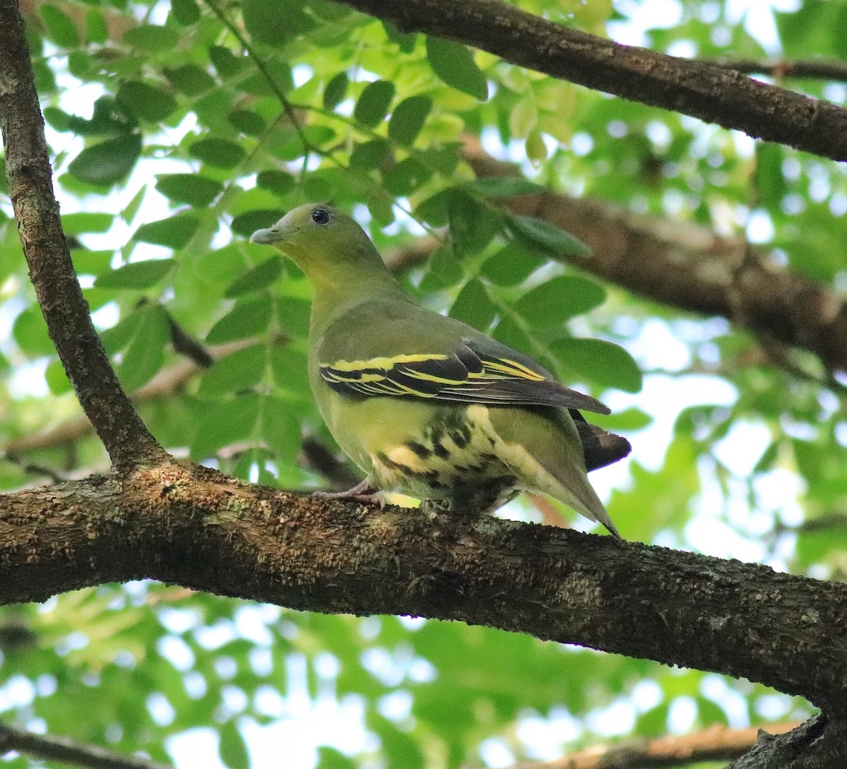 Gray-fronted Green-Pigeon - ML624627786