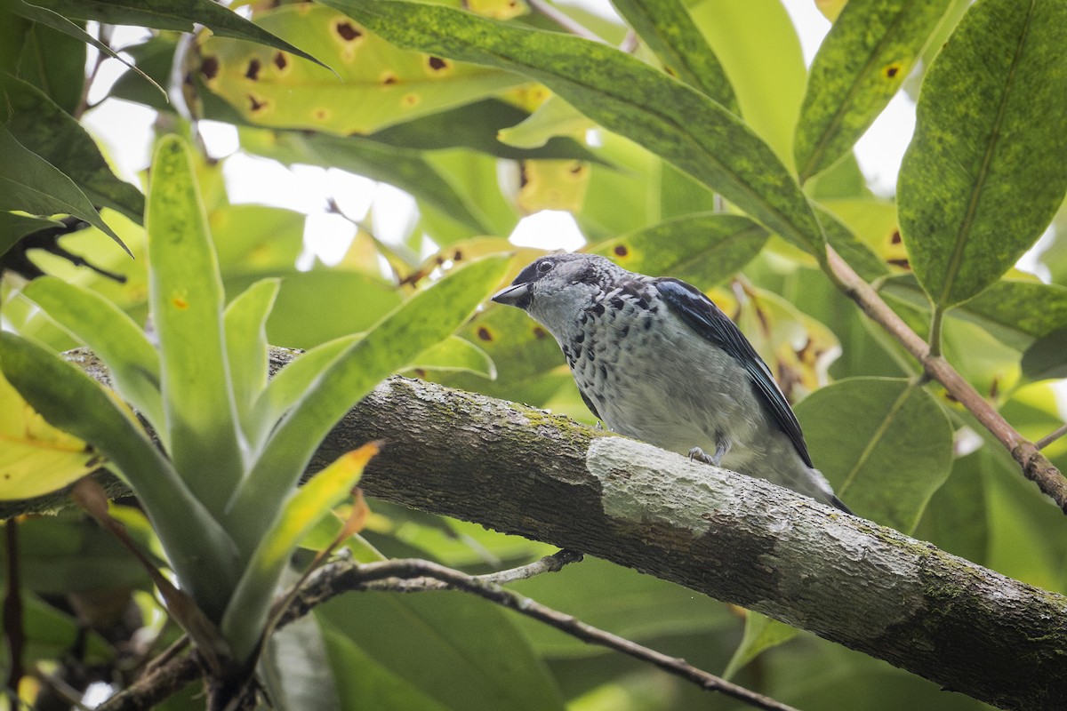 Azure-rumped Tanager - ML624628221