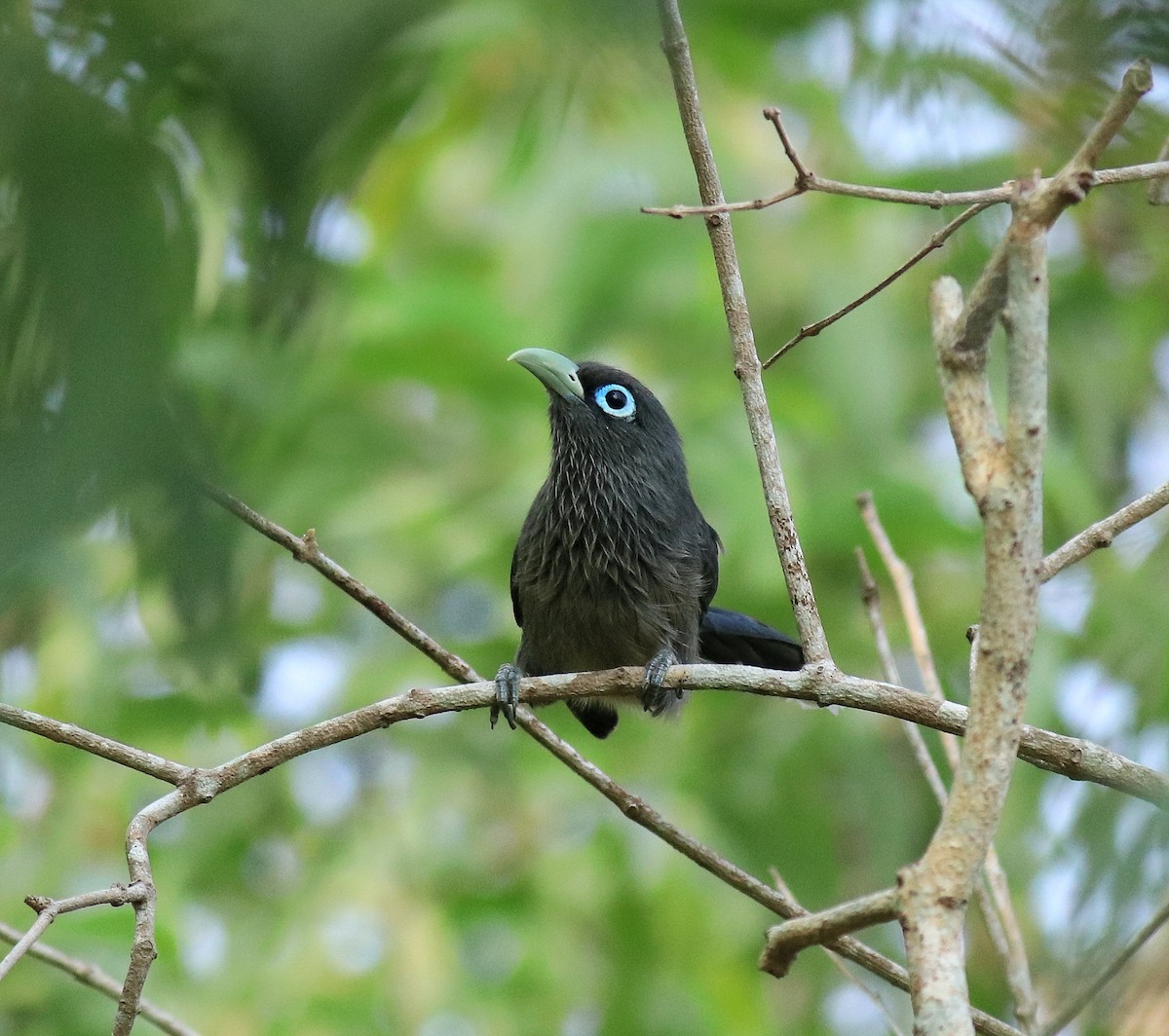 Blue-faced Malkoha - ML624628376