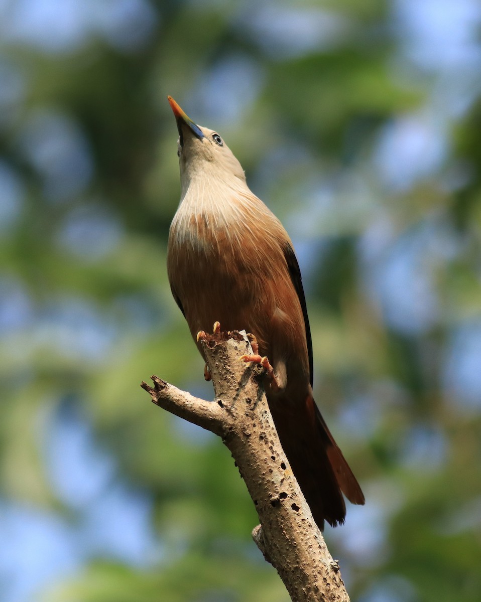 Malabar Starling - ML624628494