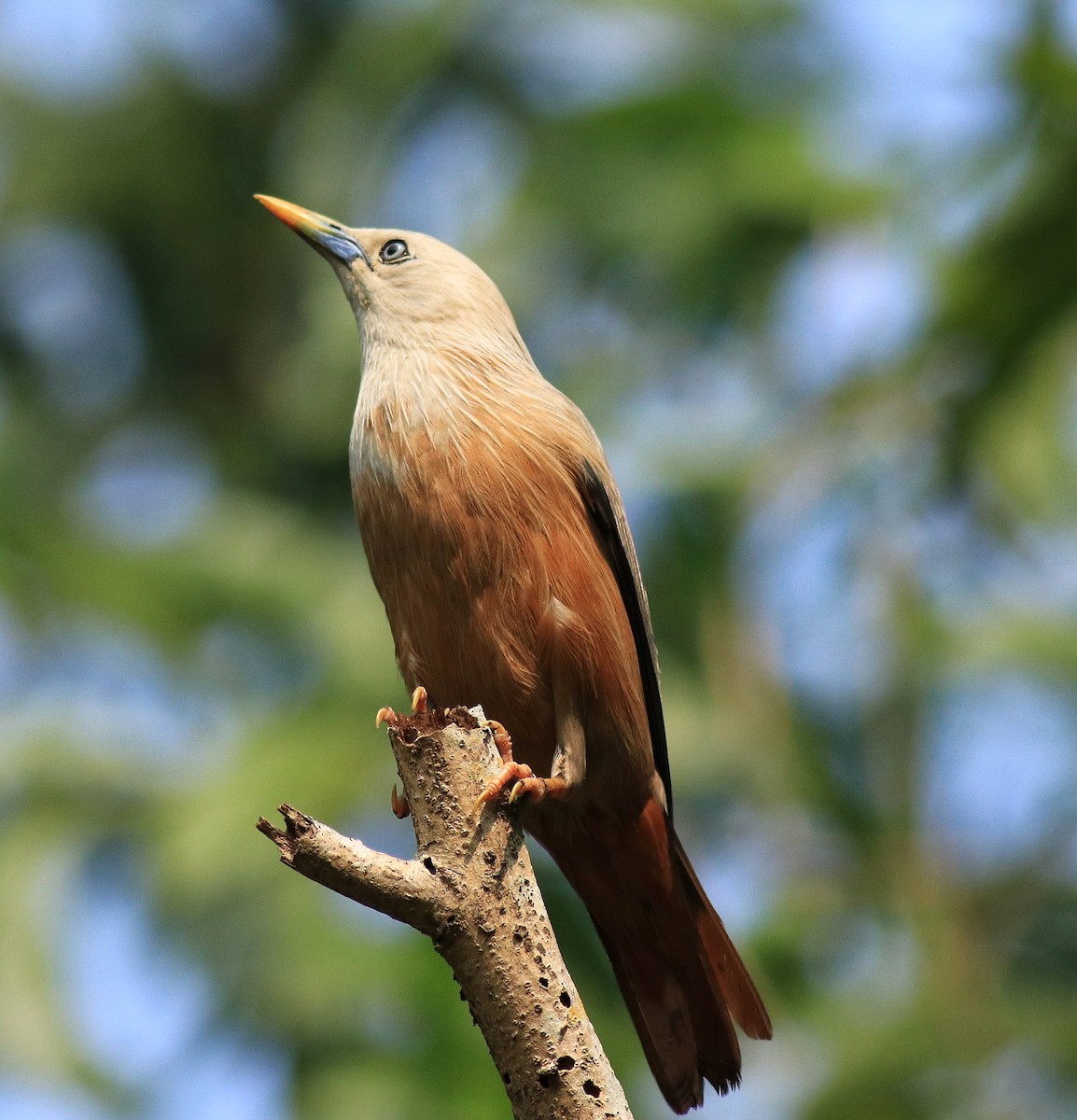 Malabar Starling - ML624628495