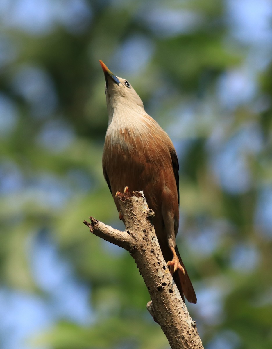 Malabar Starling - ML624628496