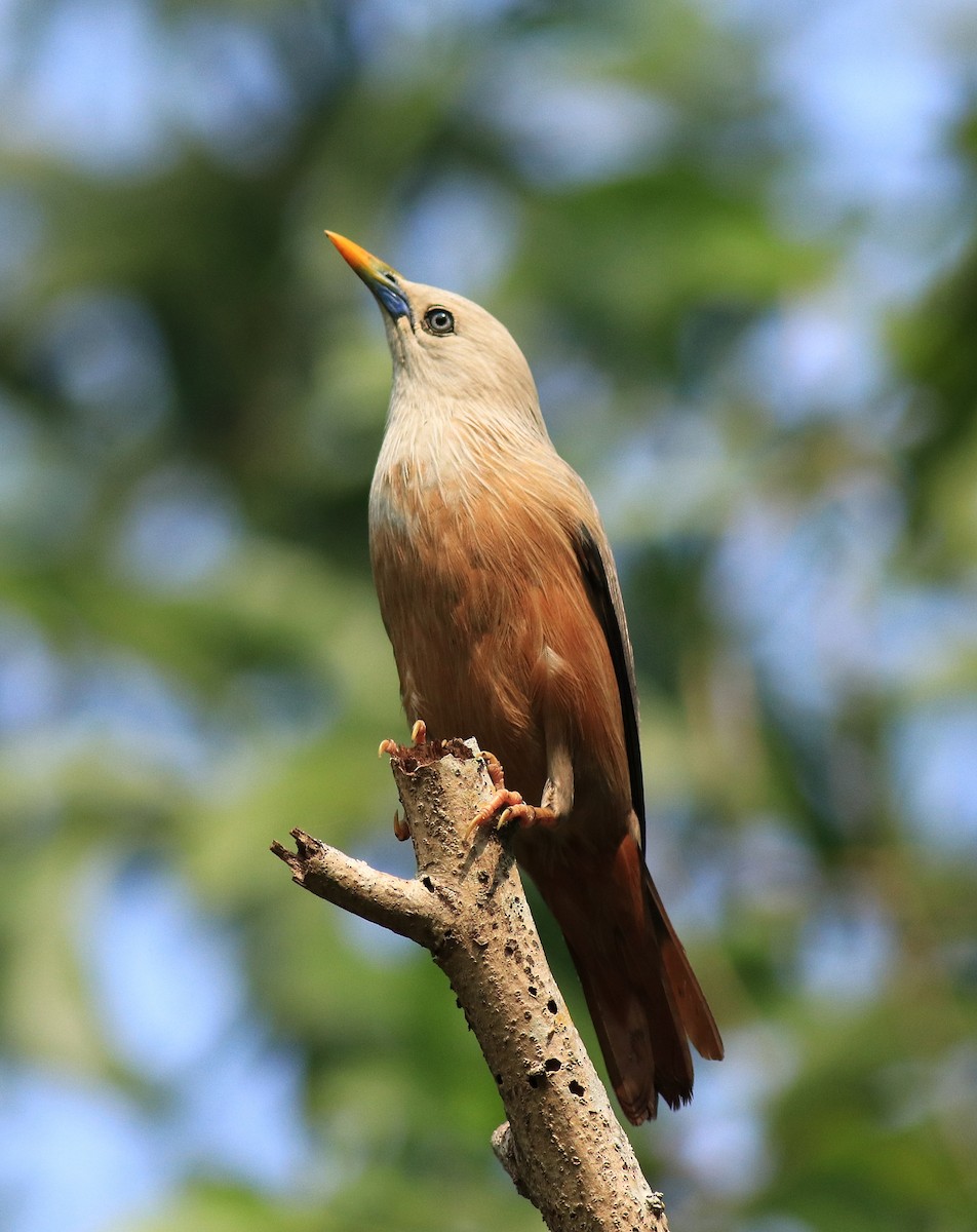 Malabar Starling - ML624628497