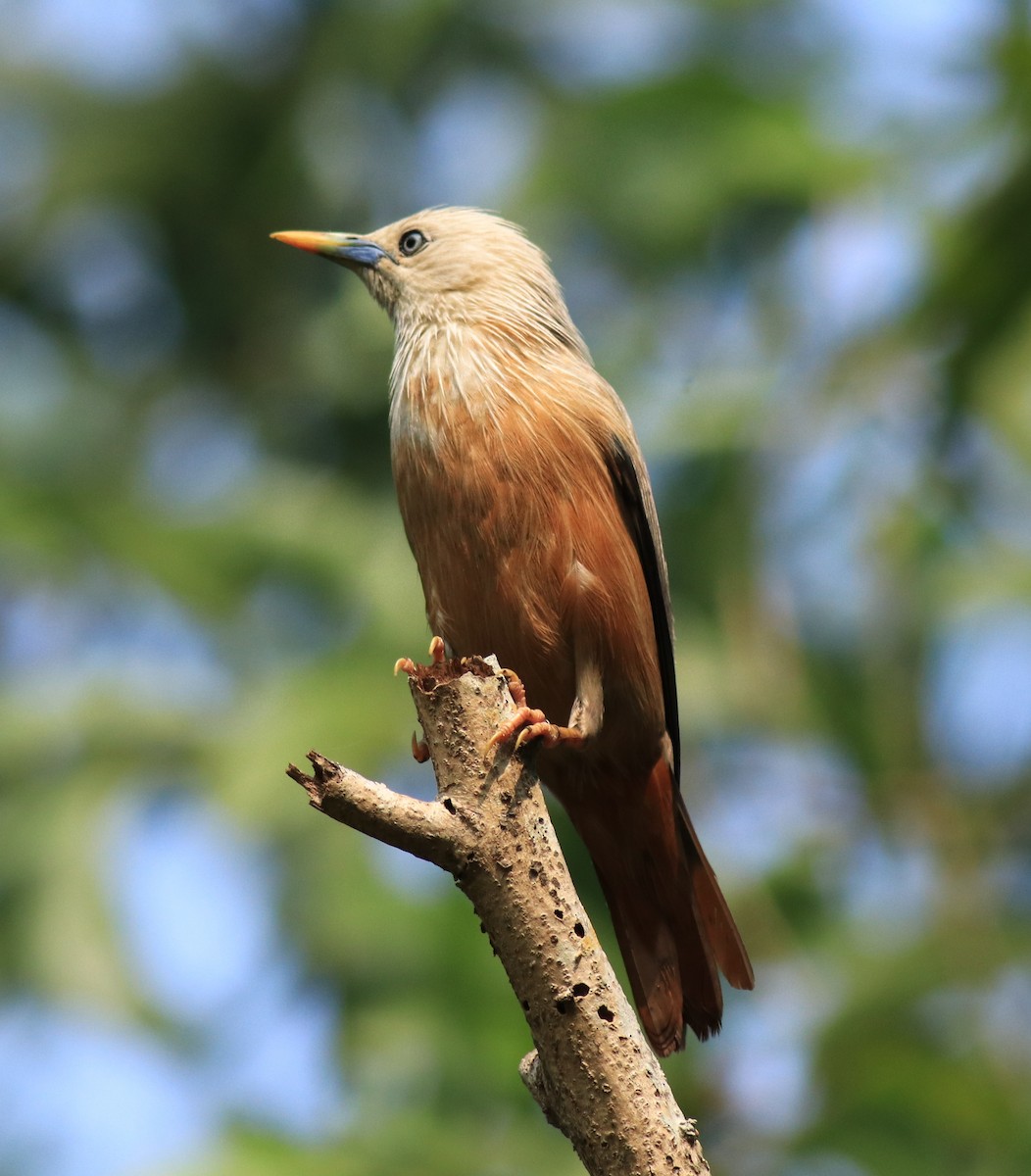 Malabar Starling - ML624628498