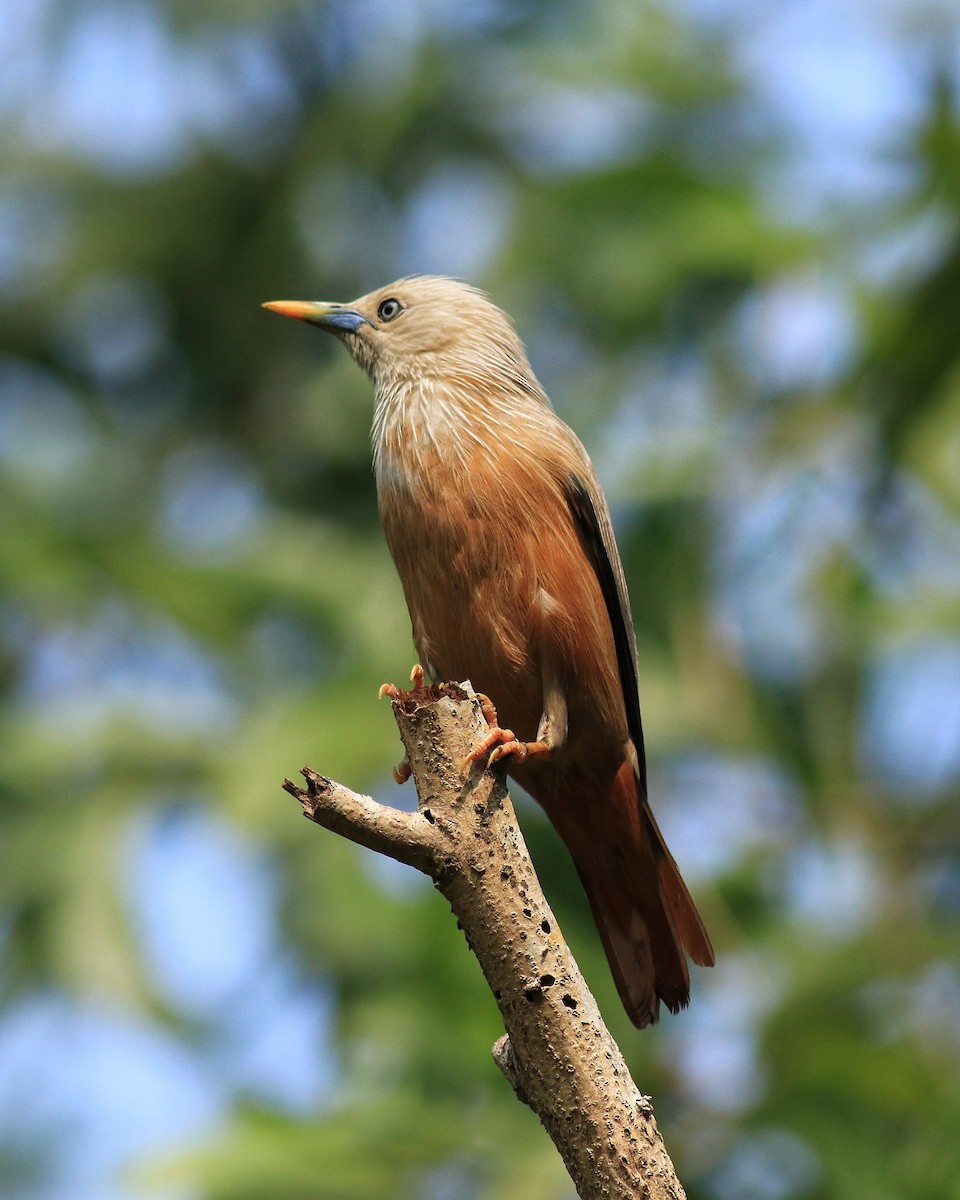 Malabar Starling - ML624628499