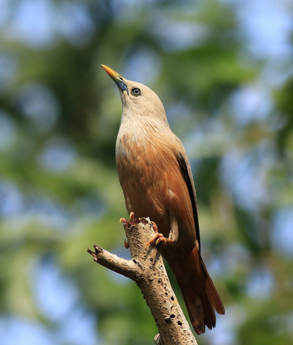 Malabar Starling - ML624628500