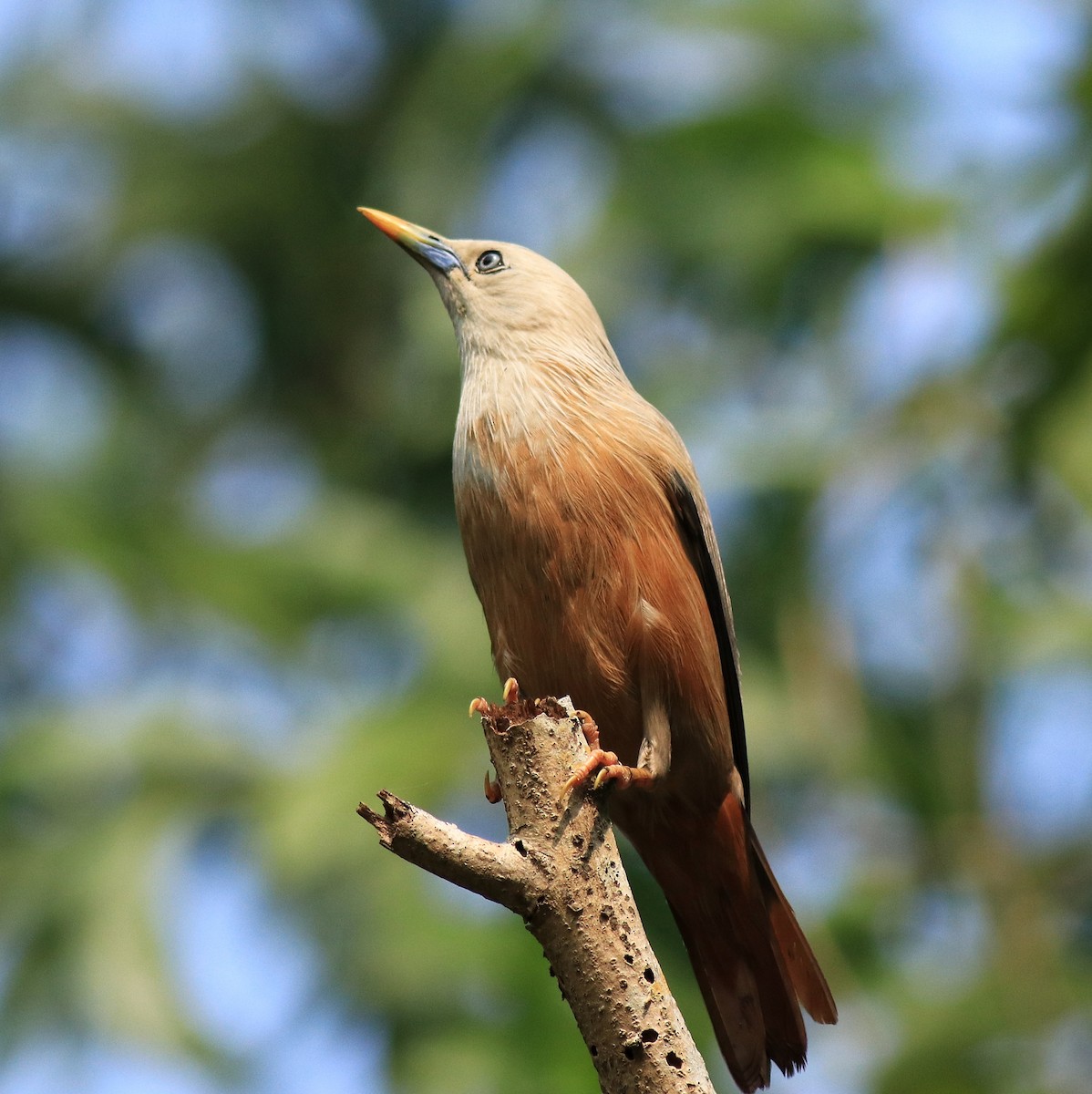 Malabar Starling - ML624628501