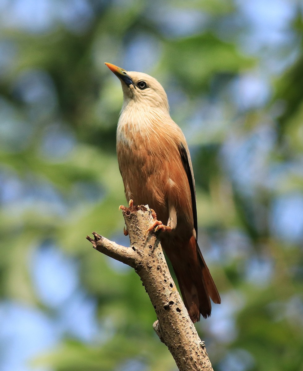 Malabar Starling - ML624628502