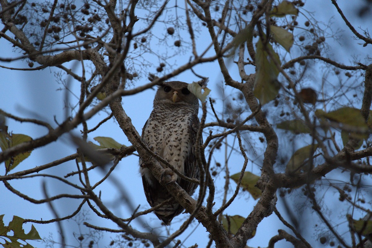 Spot-bellied Eagle-Owl - ML624628532