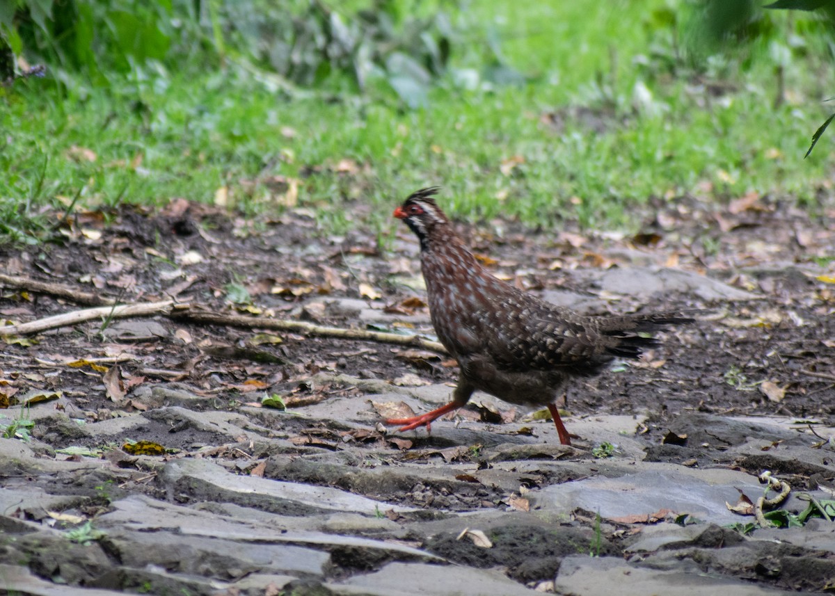 Long-tailed Wood-Partridge - ML624628559