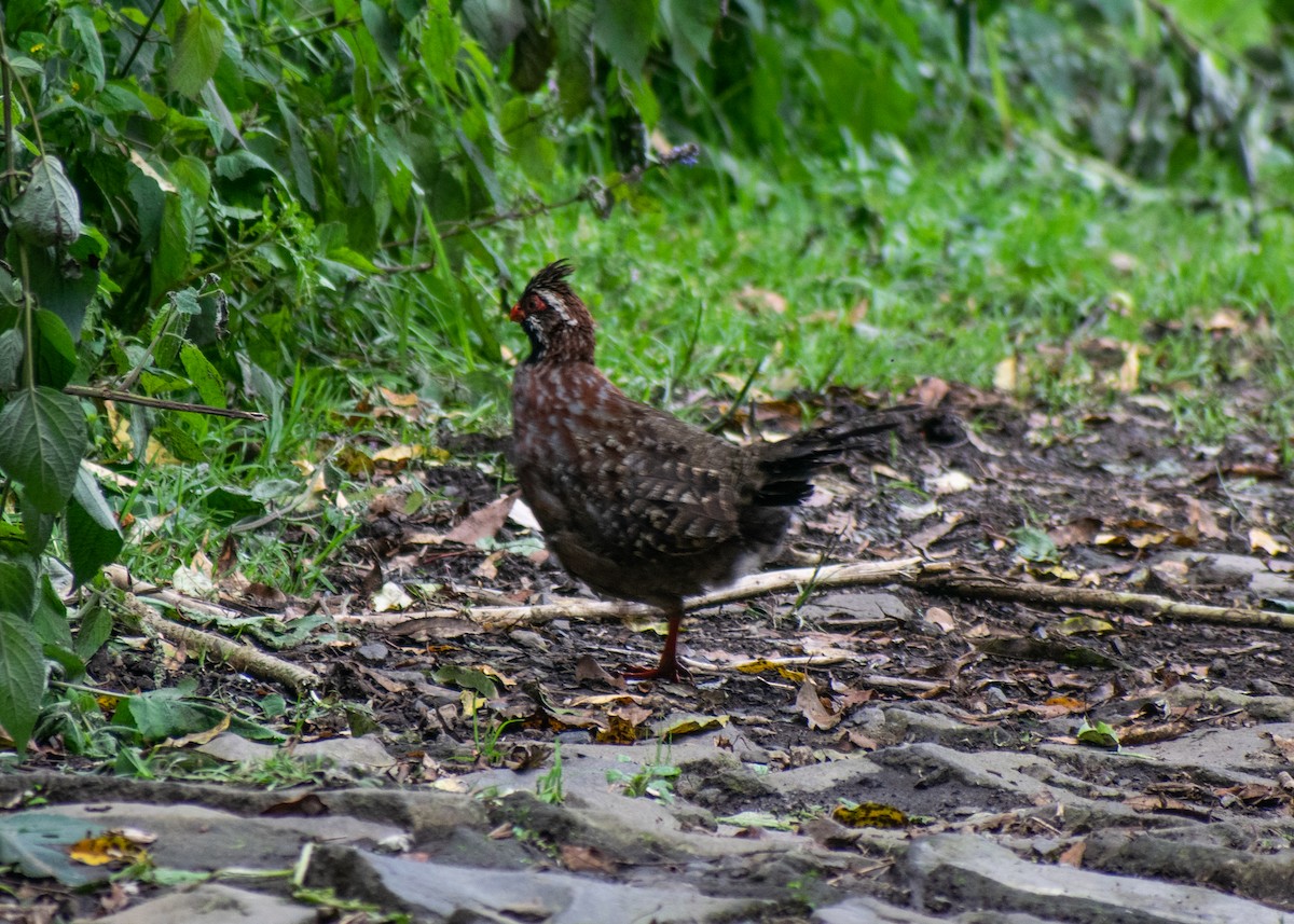 Long-tailed Wood-Partridge - ML624628560