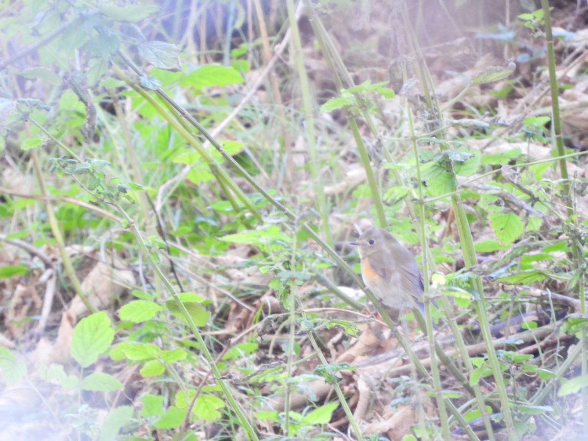 Red-flanked Bluetail - ML624628577