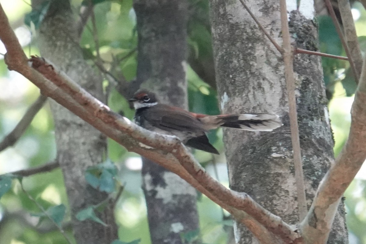 Louisiade Fantail - ML624628692