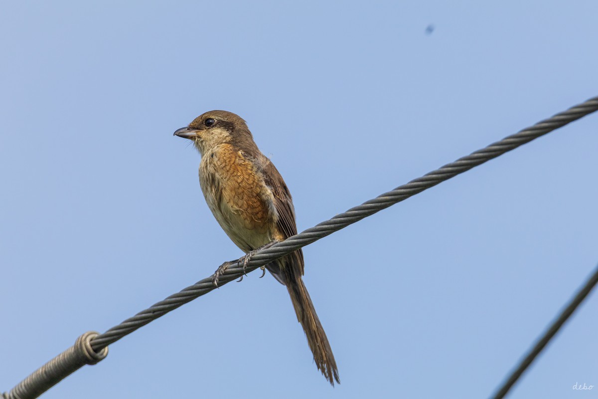 Gray-backed Shrike - ML624628937