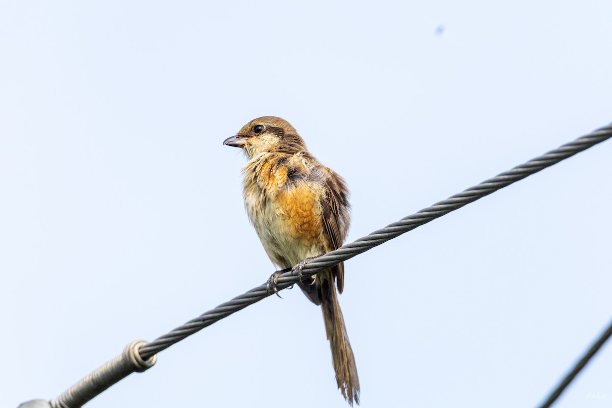 Gray-backed Shrike - ML624628938