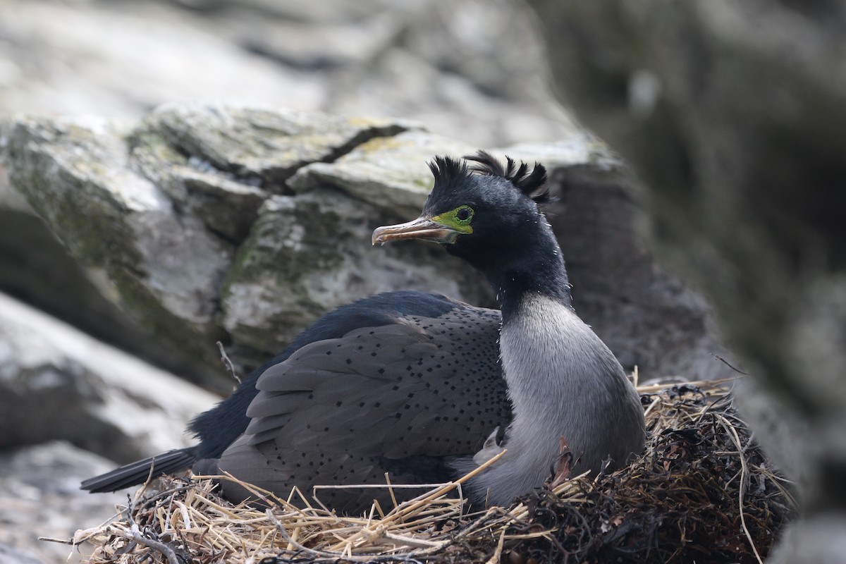 Pitt Island Shag - ML624629022