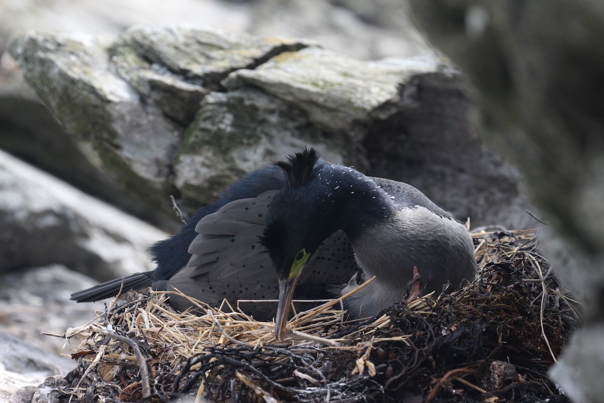 Pitt Island Shag - ML624629023
