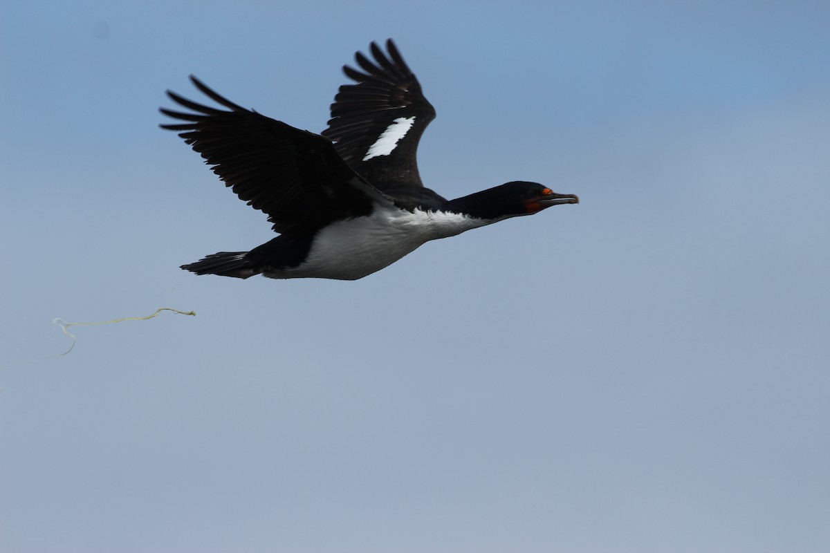 Chatham Islands Shag - ML624629032
