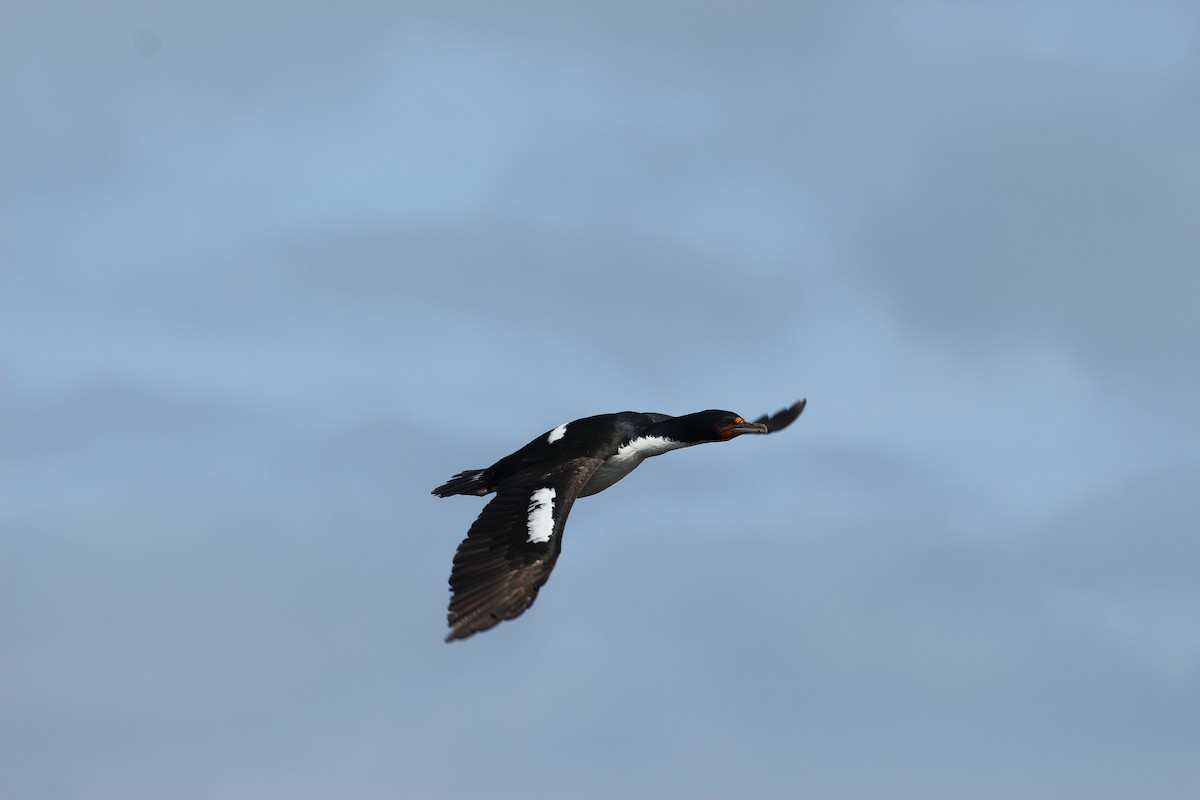 Chatham Islands Shag - ML624629041