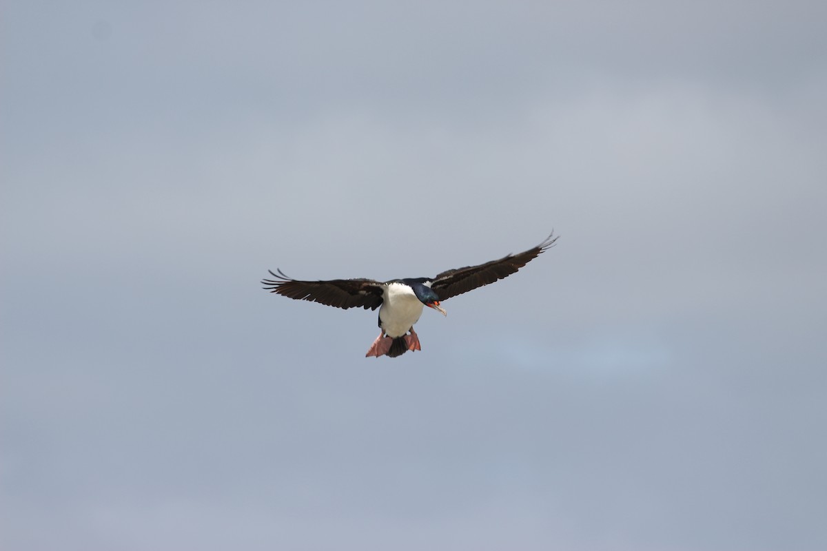 Chatham Islands Shag - ML624629042