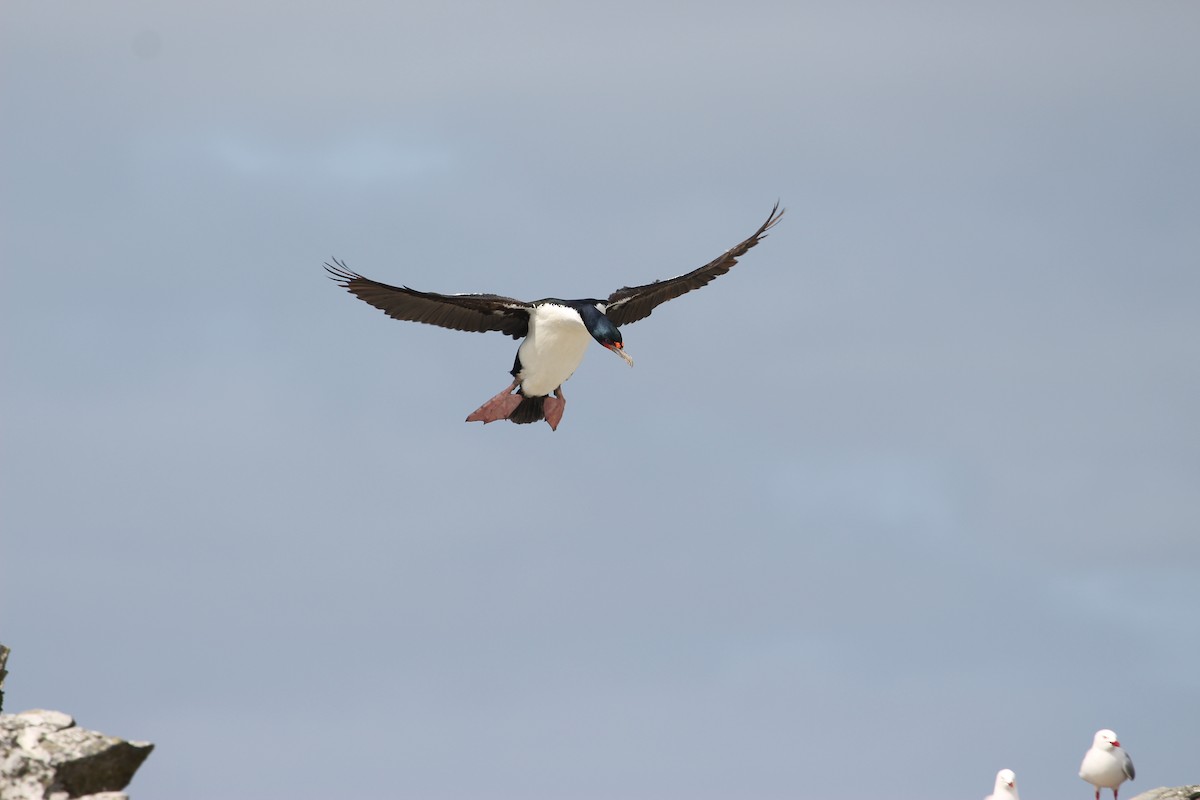 Chatham Islands Shag - ML624629043