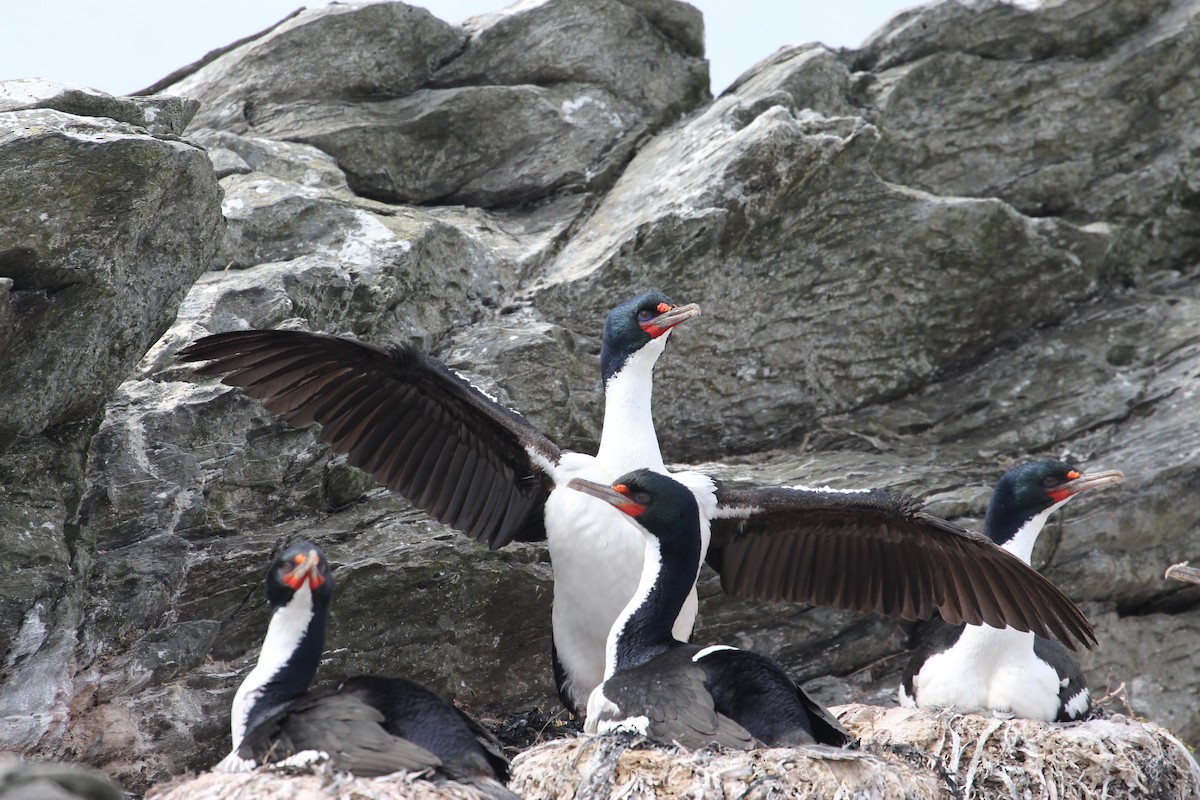 Chatham Islands Shag - ML624629044