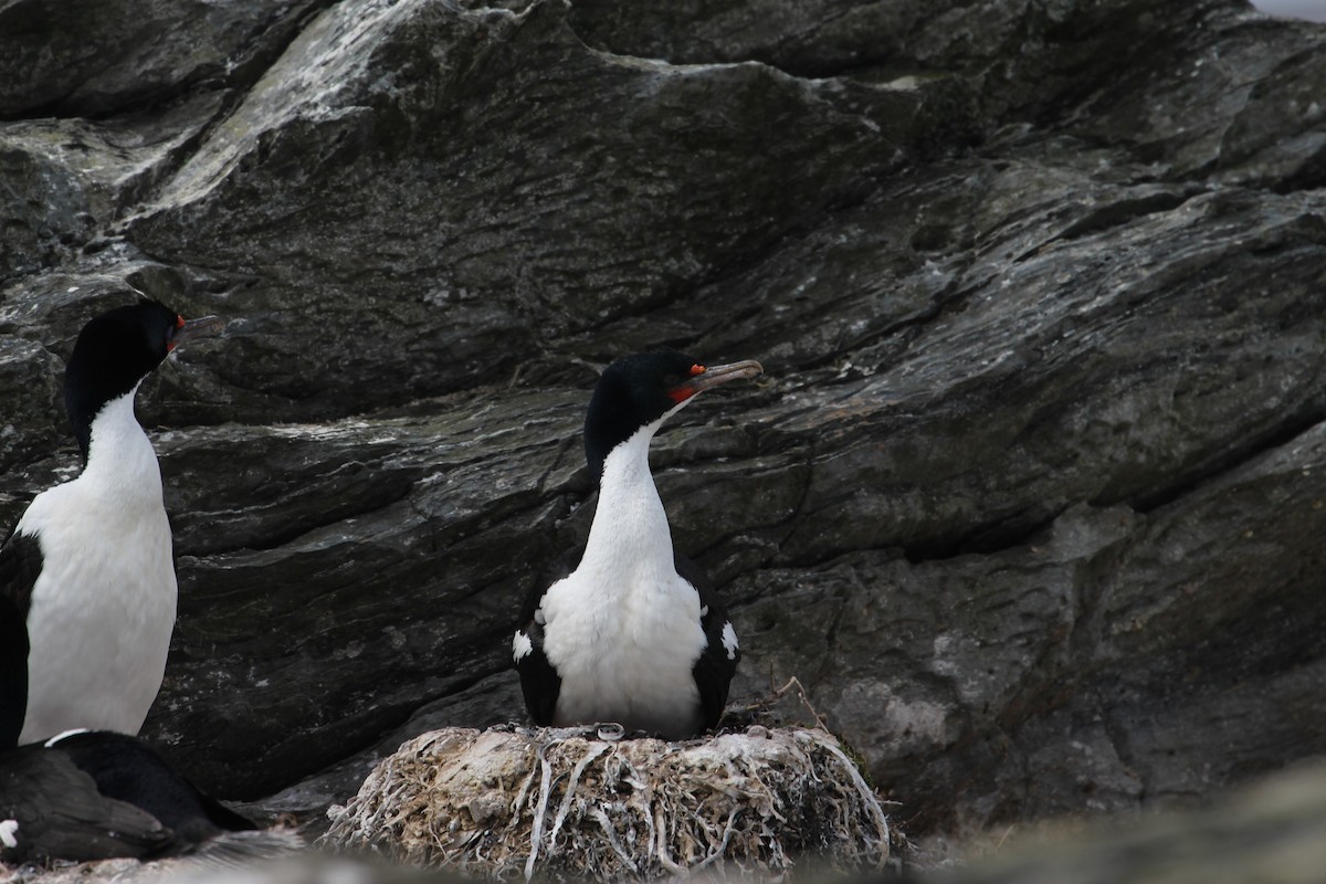 Chatham Islands Shag - ML624629045