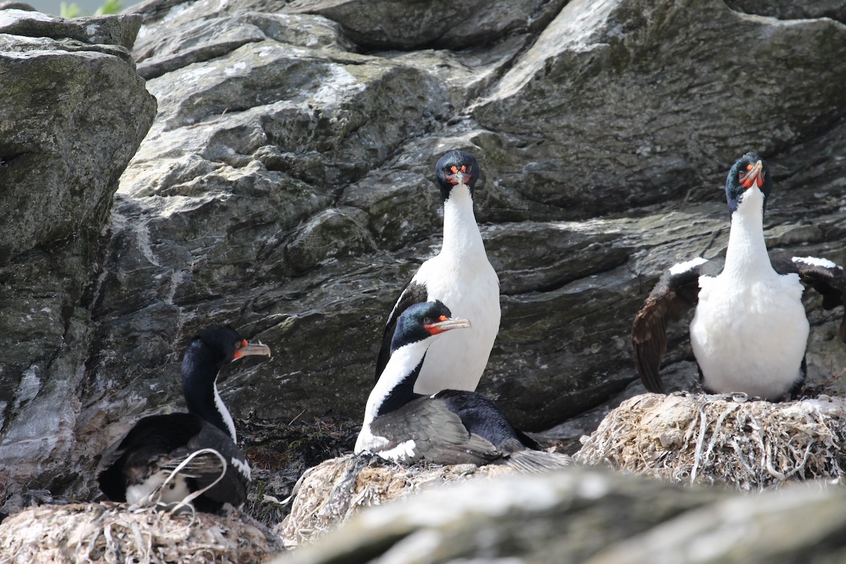 Chatham Islands Shag - ML624629046