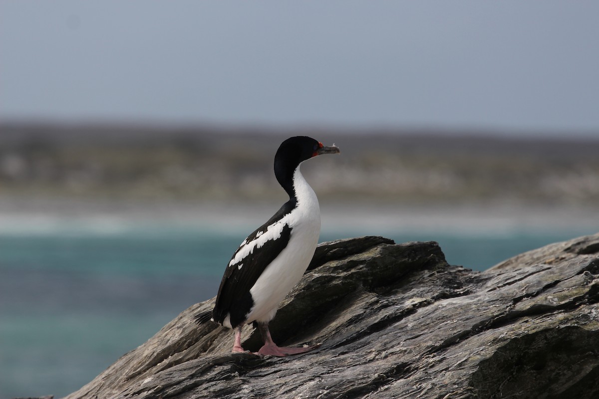 Chatham Islands Shag - ML624629047