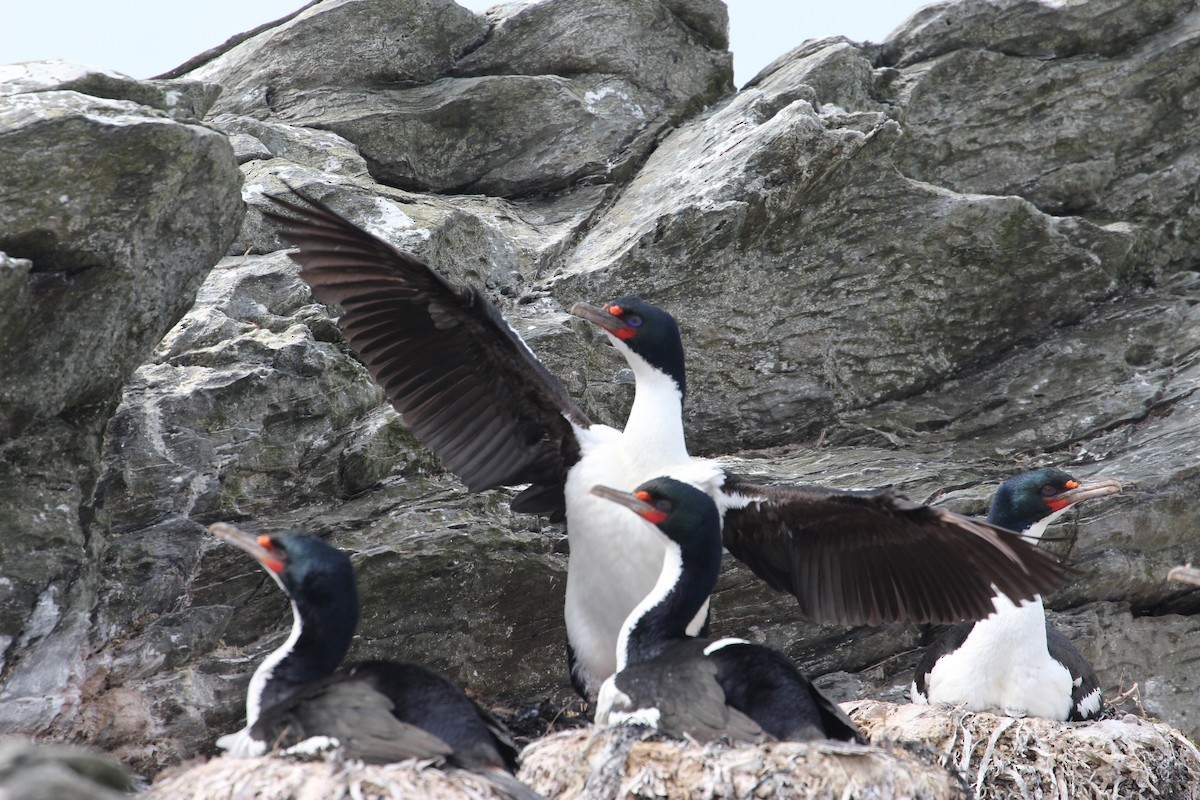 Chatham Islands Shag - ML624629049