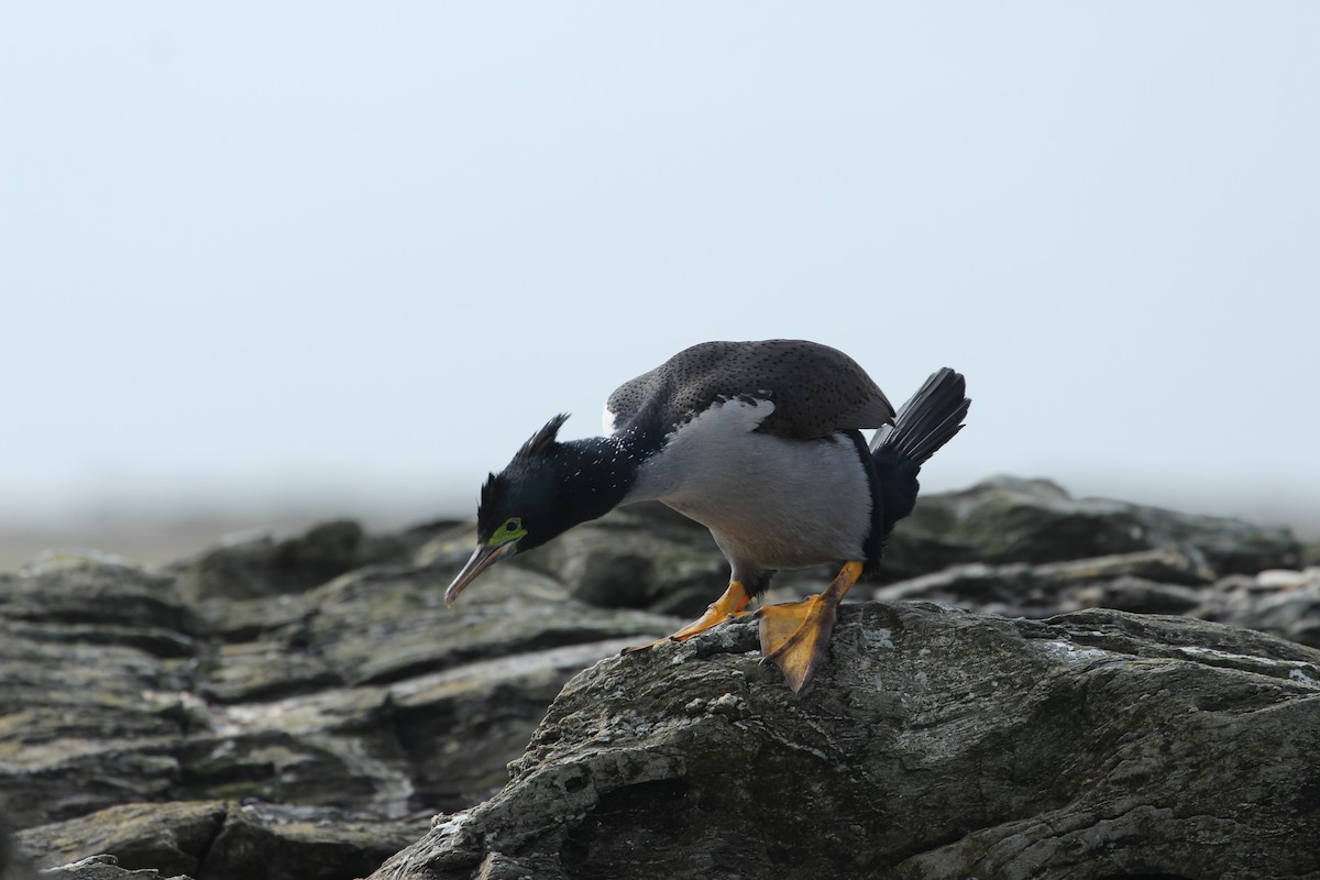 Pitt Island Shag - ML624629060