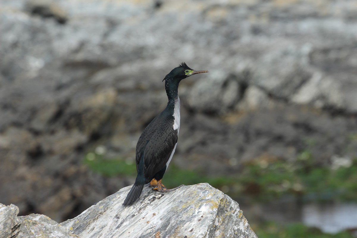 Pitt Island Shag - ML624629062