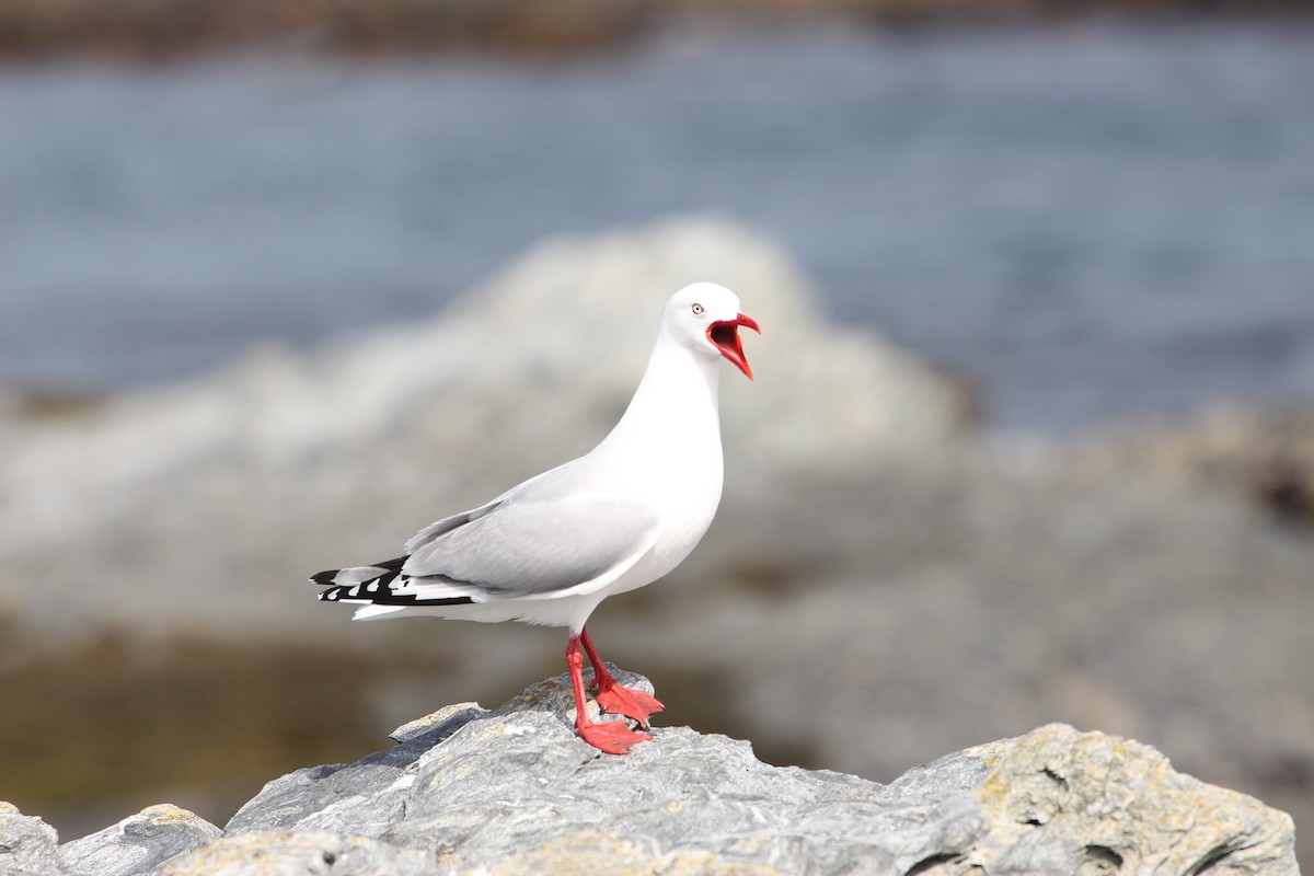 Silver Gull (Red-billed) - ML624629065