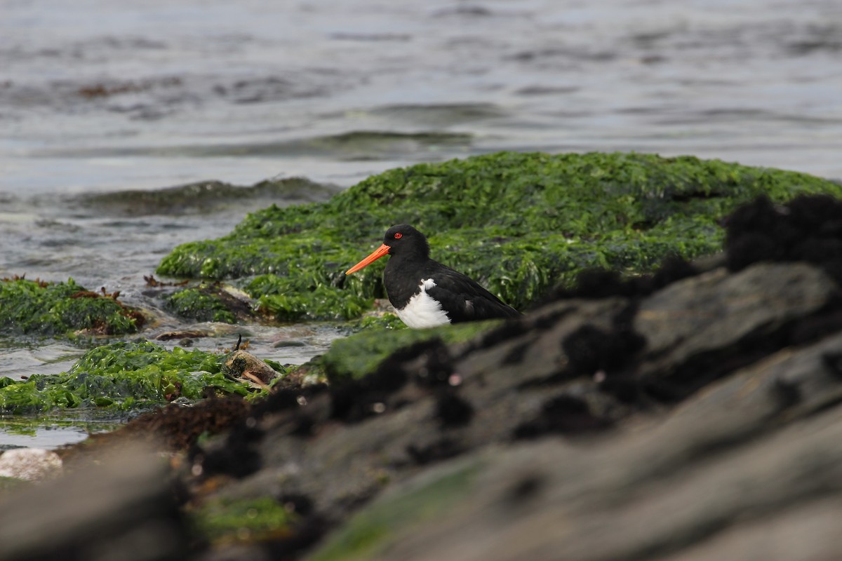 Chatham Islands Oystercatcher - ML624629069