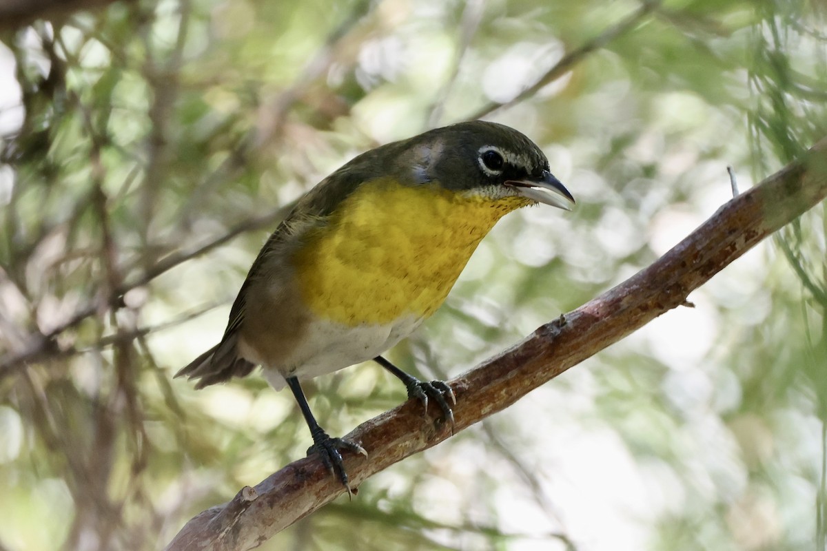 Yellow-breasted Chat - ML624629073