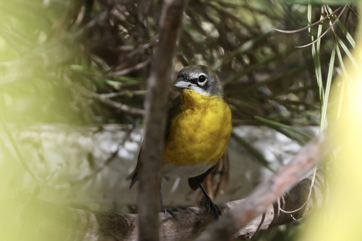 Yellow-breasted Chat - ML624629093
