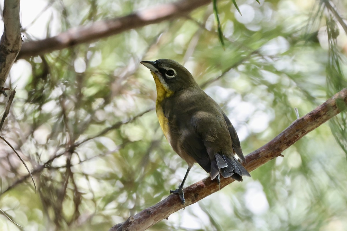 Yellow-breasted Chat - ML624629099